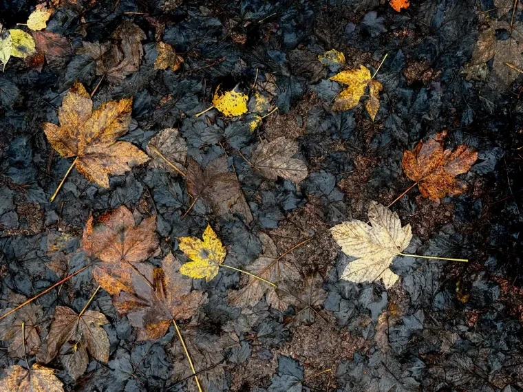 Atelier Natur – Herbst