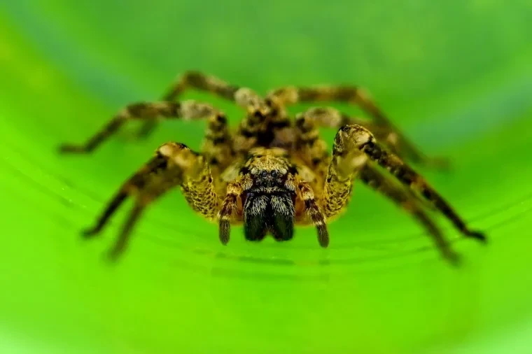 Andere Tiere – Spinne,Nosferatu, Frühling