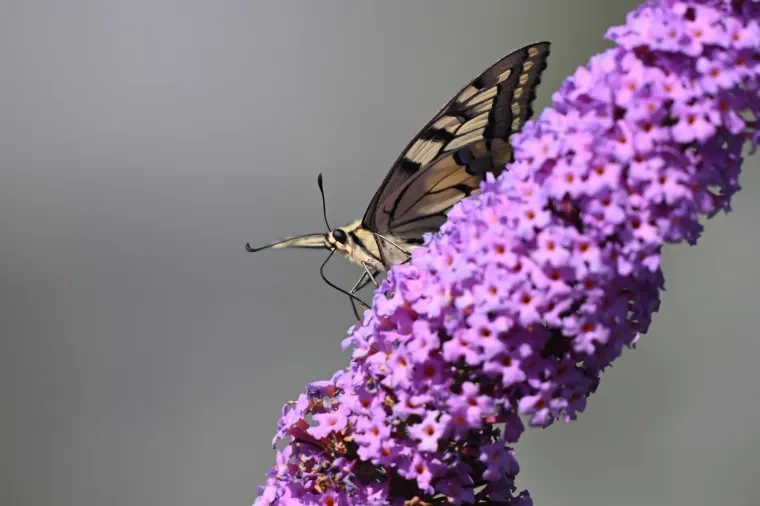 Andere Tiere – Schwalbenschwanz, Sommer