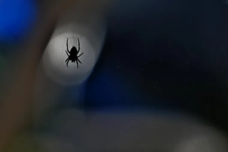 Andere Tiere – Spinne, Sommer