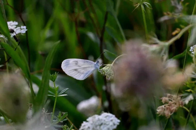 Andere Tiere – Schmetterling, Sommer