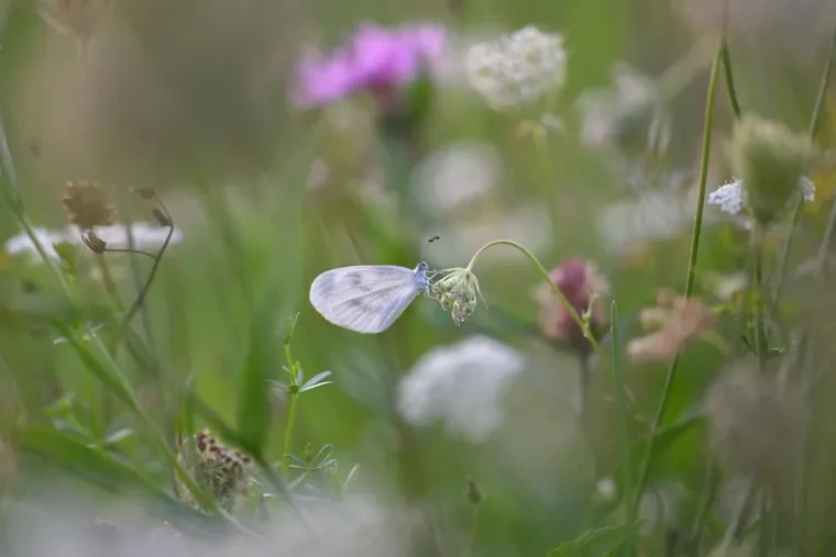 Andere Tiere – Schmetterling, Sommer