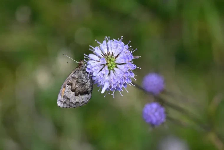 Andere Tiere – Schmetterling, Sommer