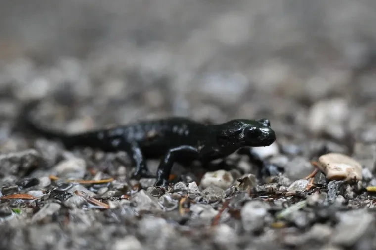 Andere Tiere – Alpensalamander, Sommer