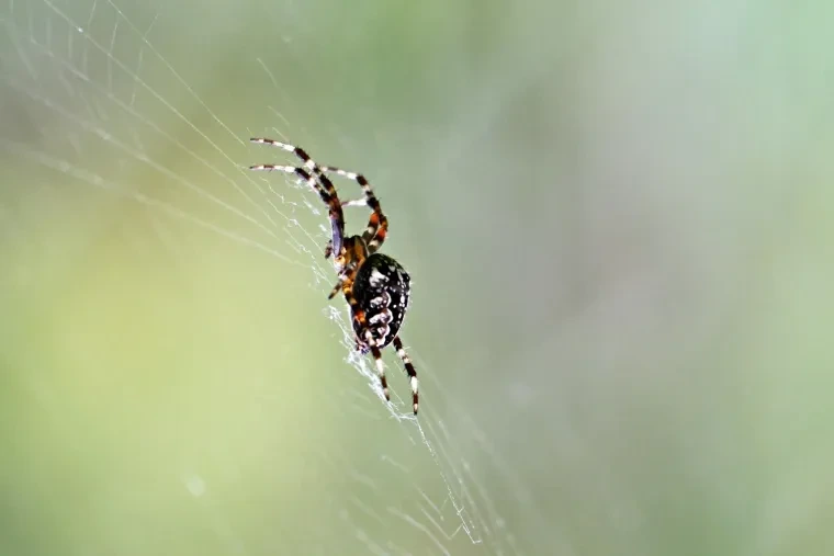 Andere Tiere – Spinne, Herbst