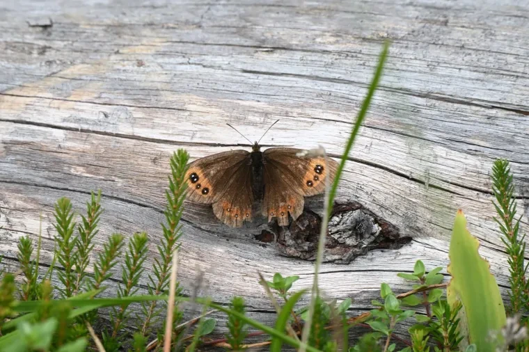Andere Tiere – Schmetterling, Herbst
