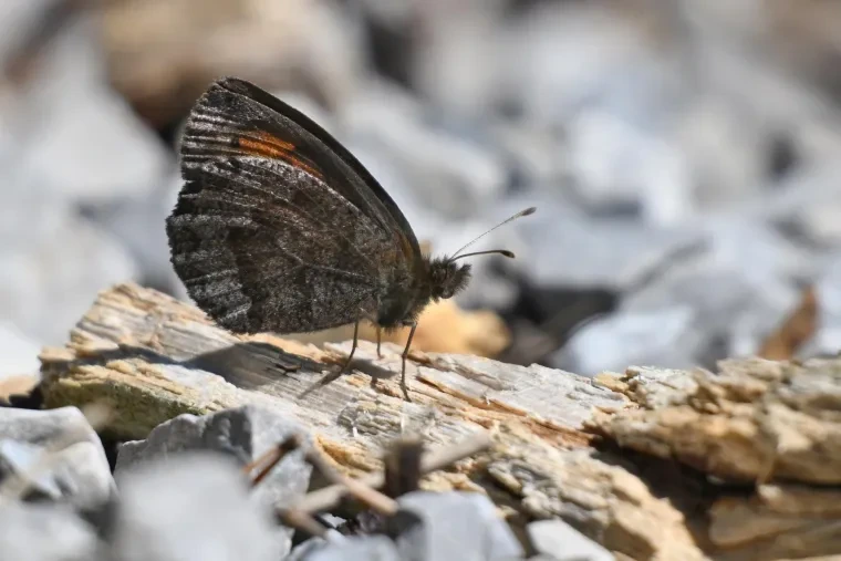 Andere Tiere – Schmetterling, Herbst