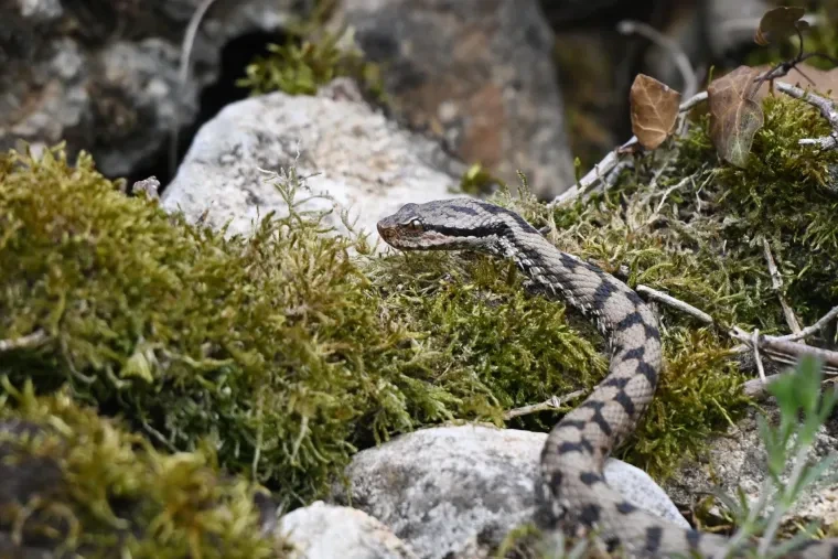 Andere Tiere – Aspisviper, Frühling