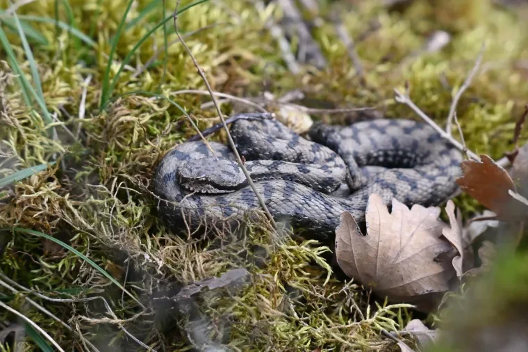 Andere Tiere – Aspisviper, Frühling