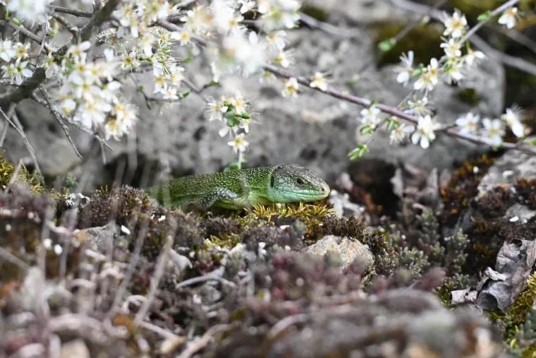 Andere Tiere – Schlange, Frühling