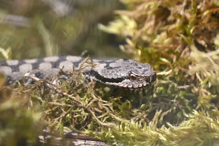 Andere Tiere – Aspisviper, Frühling