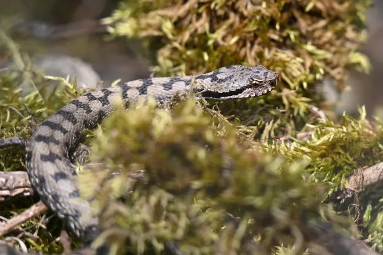 Andere Tiere – Aspisviper, Frühling