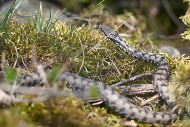 Andere Tiere – Aspisviper, Frühling