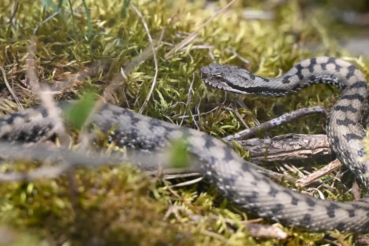 Andere Tiere – Aspisviper, Frühling
