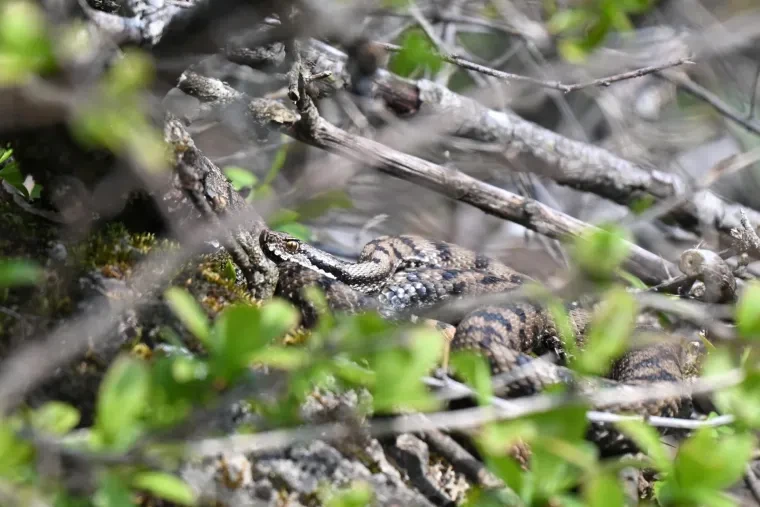 Andere Tiere – Aspisviper, Frühling