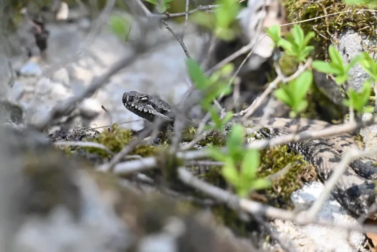 Andere Tiere – Aspisviper, Frühling