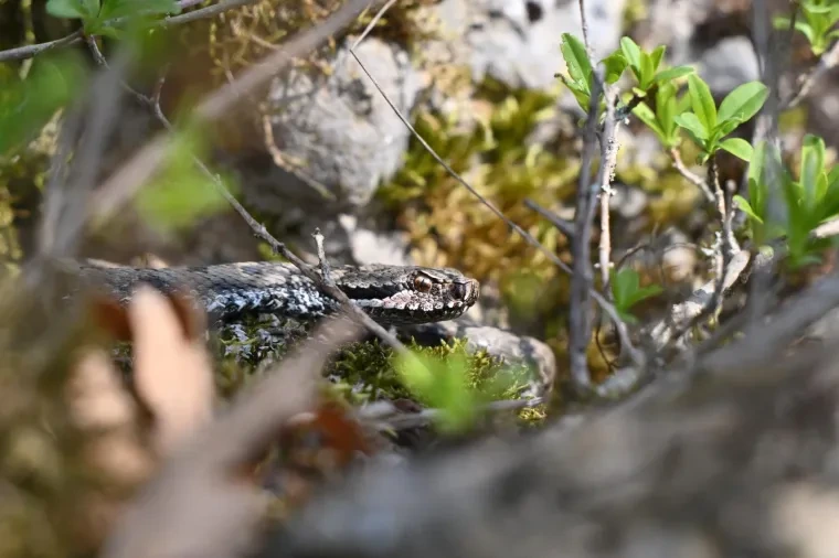 Andere Tiere – Aspisviper, Frühling