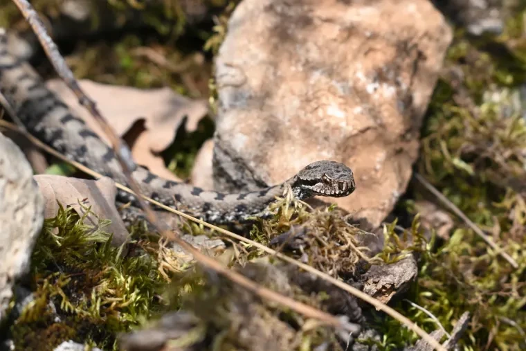 Andere Tiere – Aspisviper, Frühling