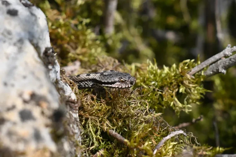 Andere Tiere – Aspisviper, Frühling