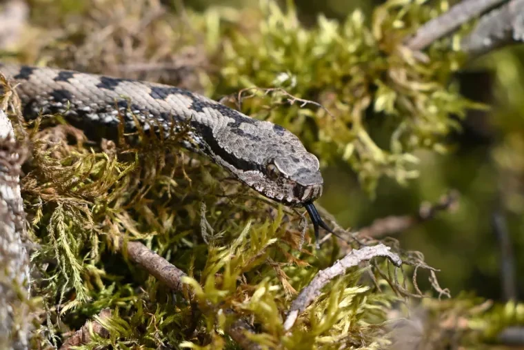 Andere Tiere – Aspisviper, Frühling