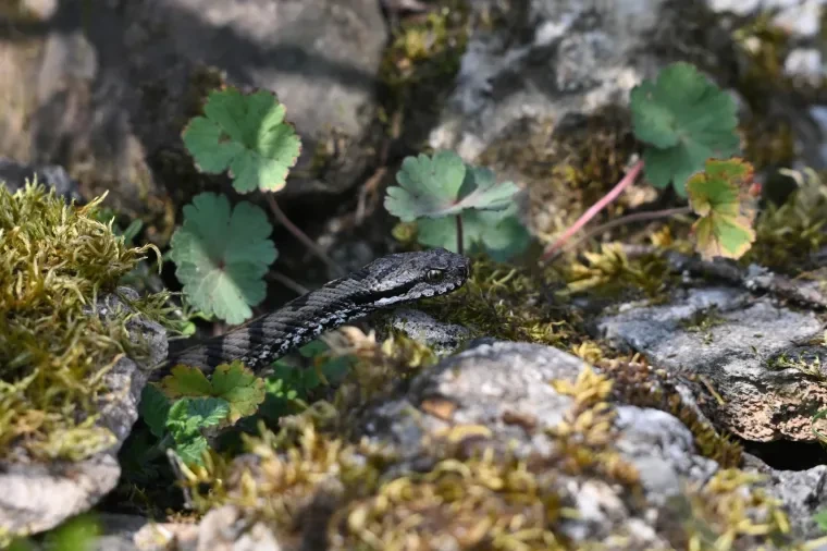 Andere Tiere – Aspisviper, Frühling